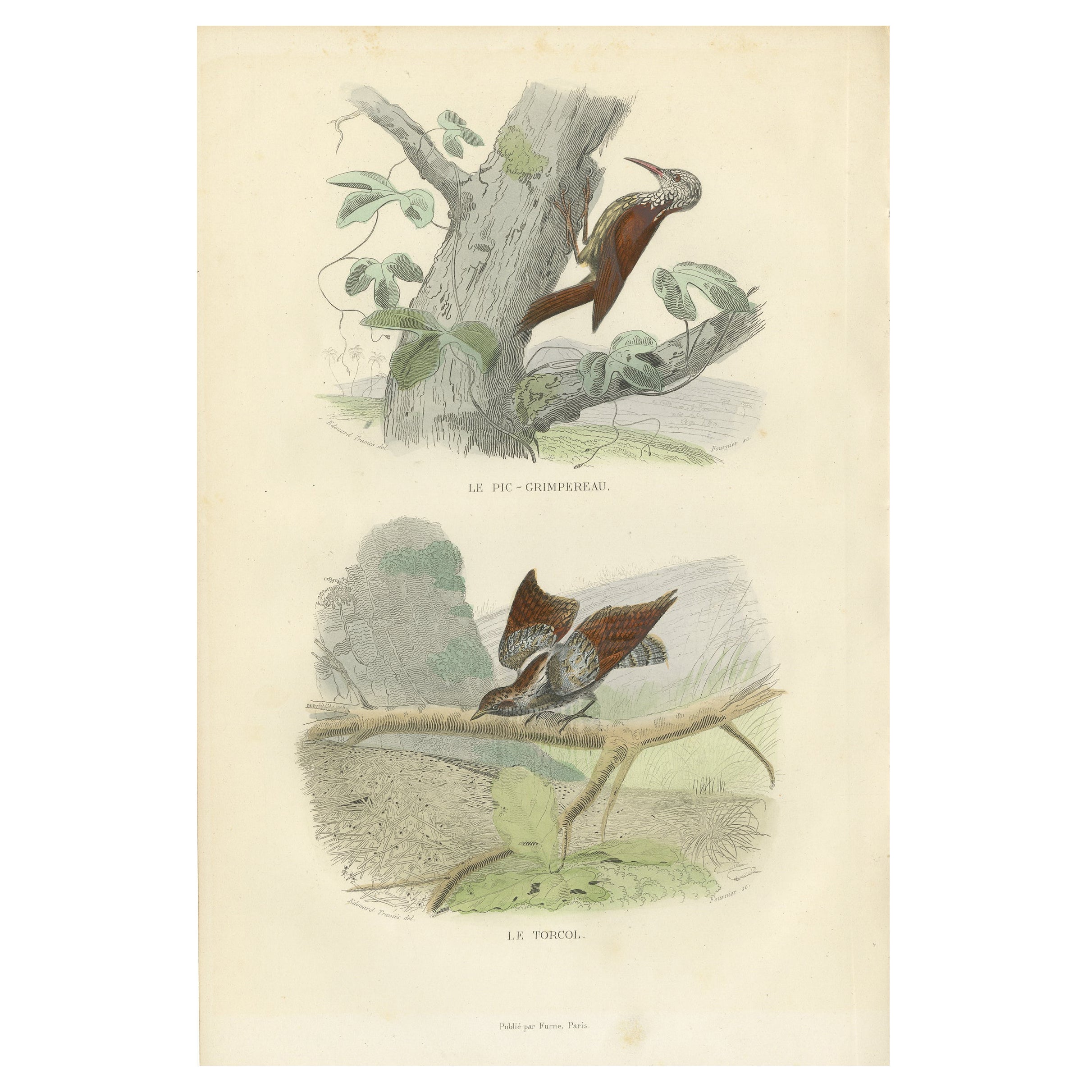 Impression ancienne d'oiseau représentant un faisceau d'arbre et un col de cygne par Buffon, 1839