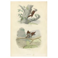 Grabado antiguo de pájaros de un agateador y un torcecuello de Buffon, 1839