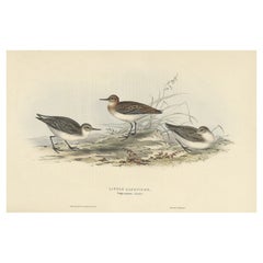 Antique Bird Print of the Little Sandpiper by Gould, 1832