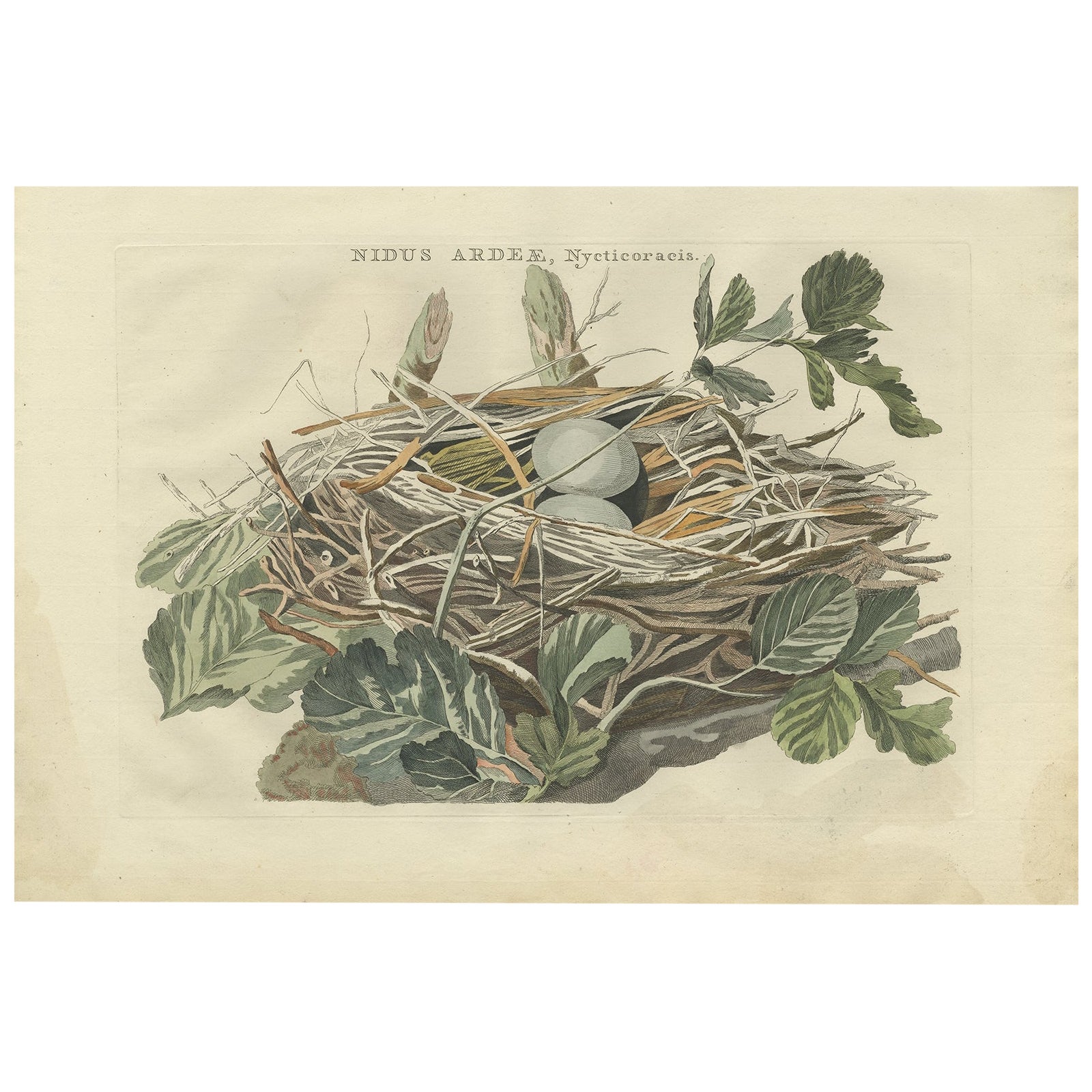 Antique Bird Print of the Nest of a Black-Crowned Night Heron by Sepp & Nozeman
