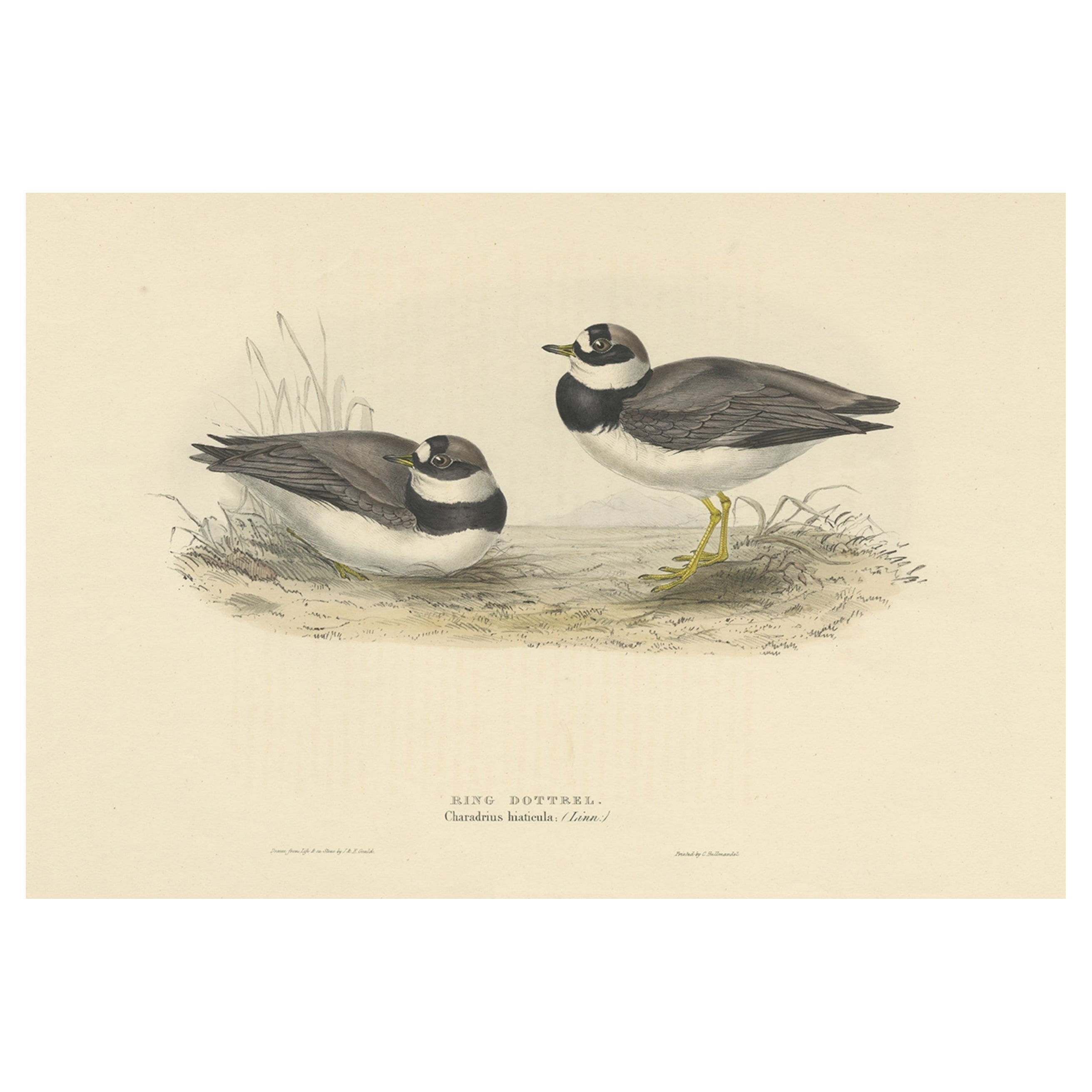 Impression ancienne d'oiseau de la bague Dotterel par Gould, 1832