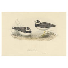 Antique Bird Print of the Ring Dotterel by Gould, 1832