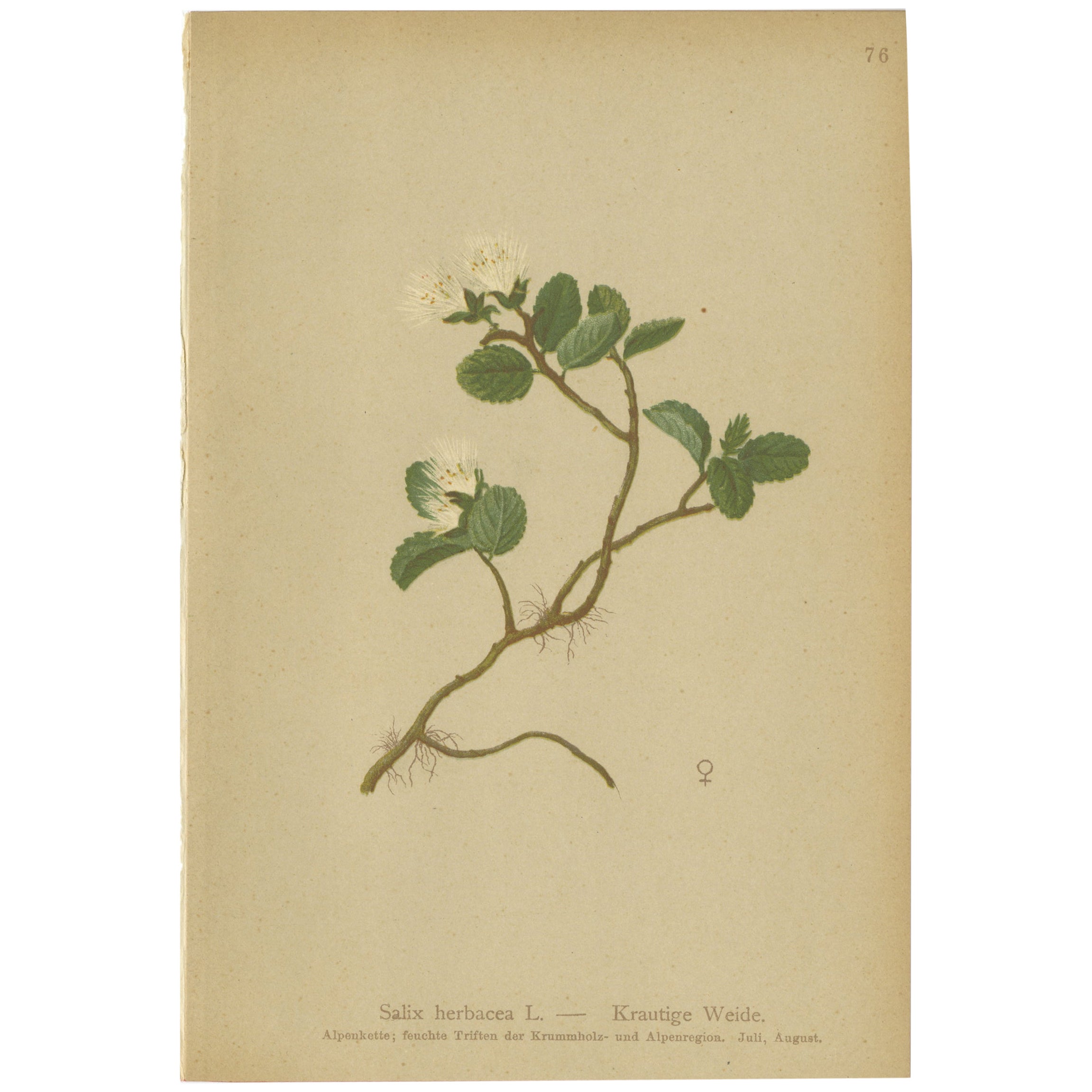 Antique Botany Print of the Dwarf Willow by Palla, 1897 For Sale