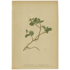 Antique Botany Print of the Dwarf Willow by Palla, 1897