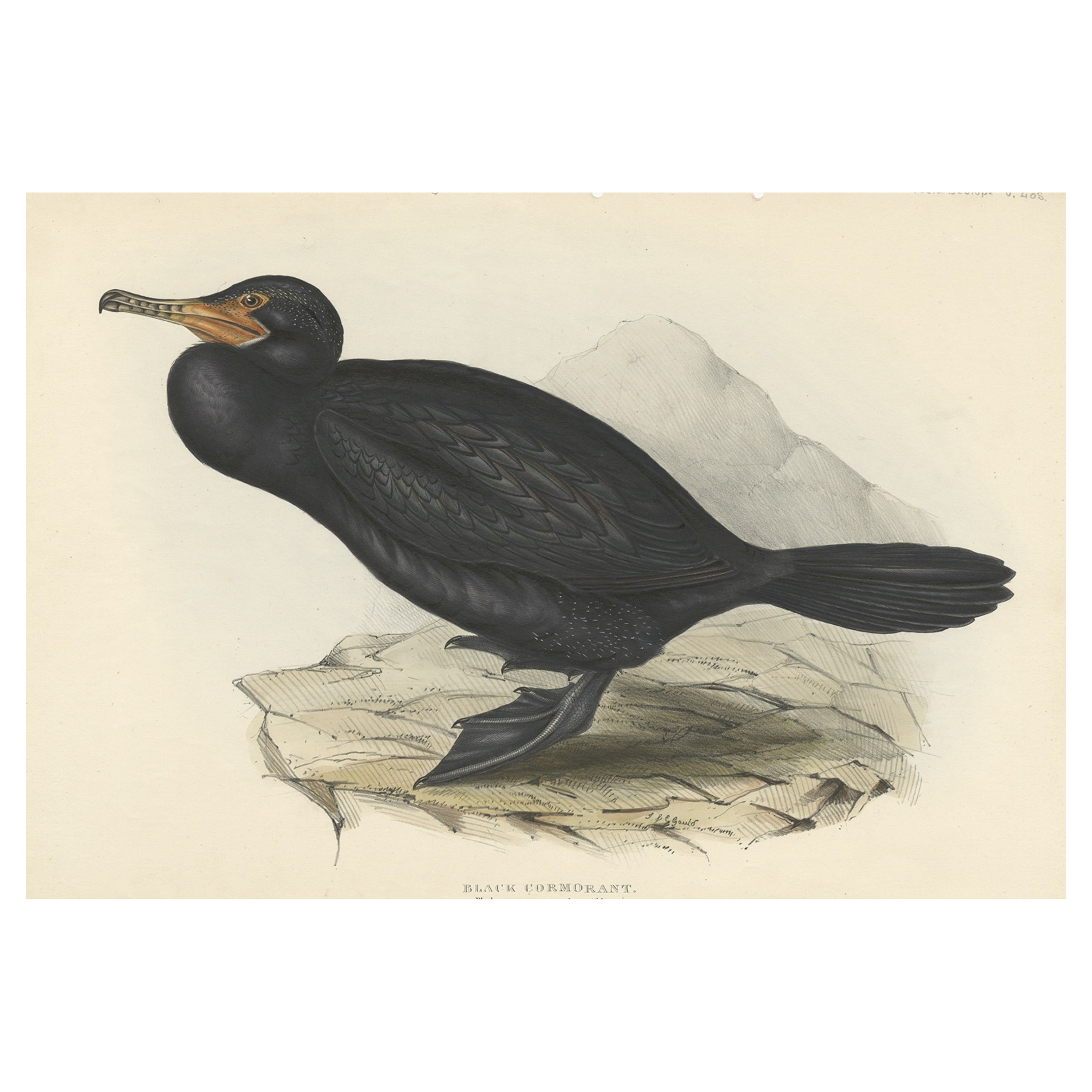Impression ancienne d'un oiseau du Grand Cormoran ou de son abat-jour noir, 1832 en vente