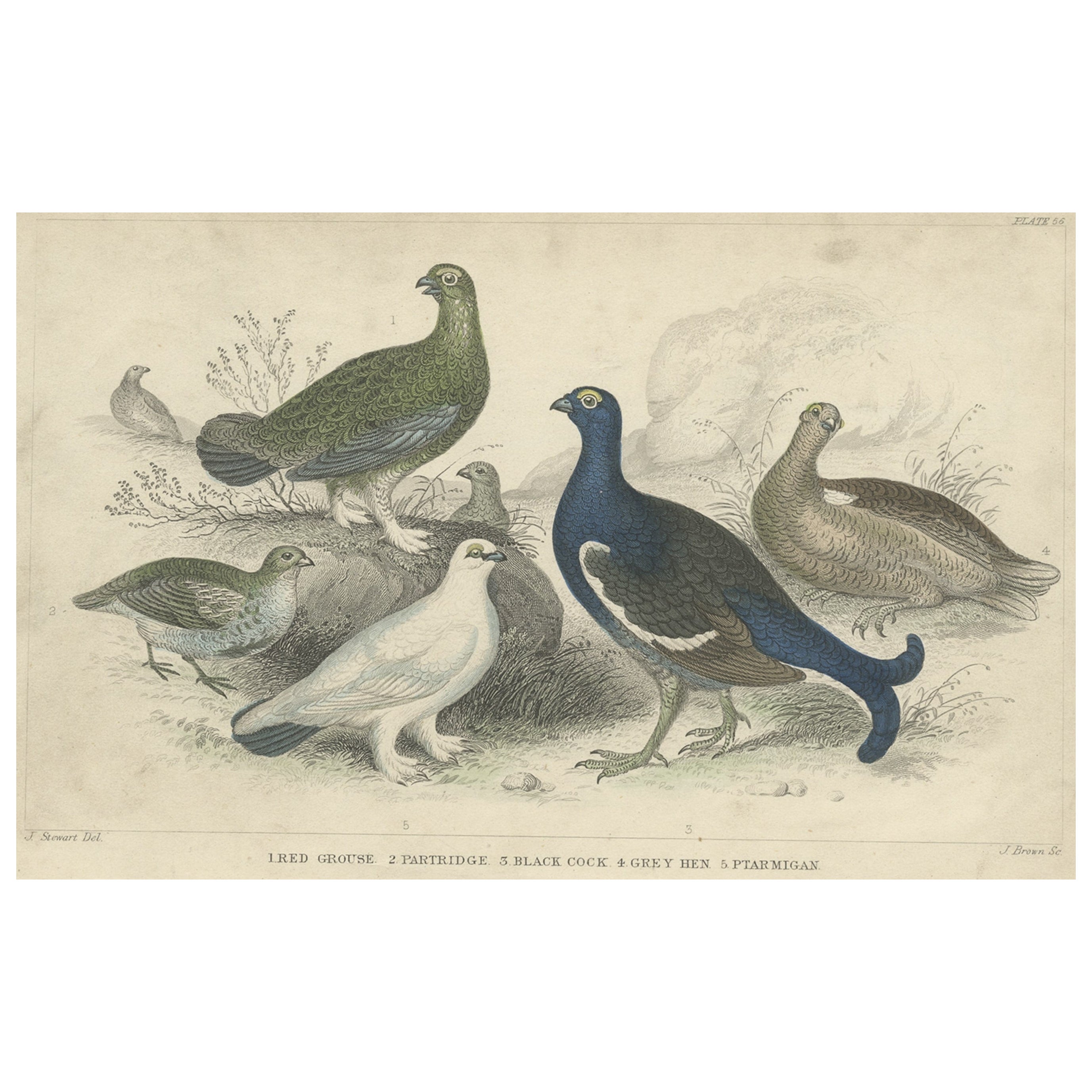 Old Bird Print of a Partridge, Red Grouse, Ptarmigan, Black Cock and a Hen, 1862