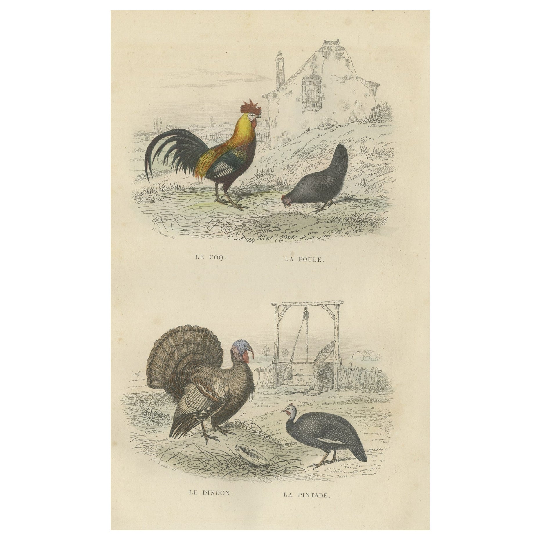 Gravure ancienne d'un coq, d'une poule, d'une dinde et d'une pintade, 1841 en vente