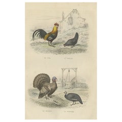 Antique Bird Print of a Rooster, Hen, Turkey & Guinea Fowl, 1841
