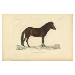 Rare Antique Print of the Icelandic Horse, 1842