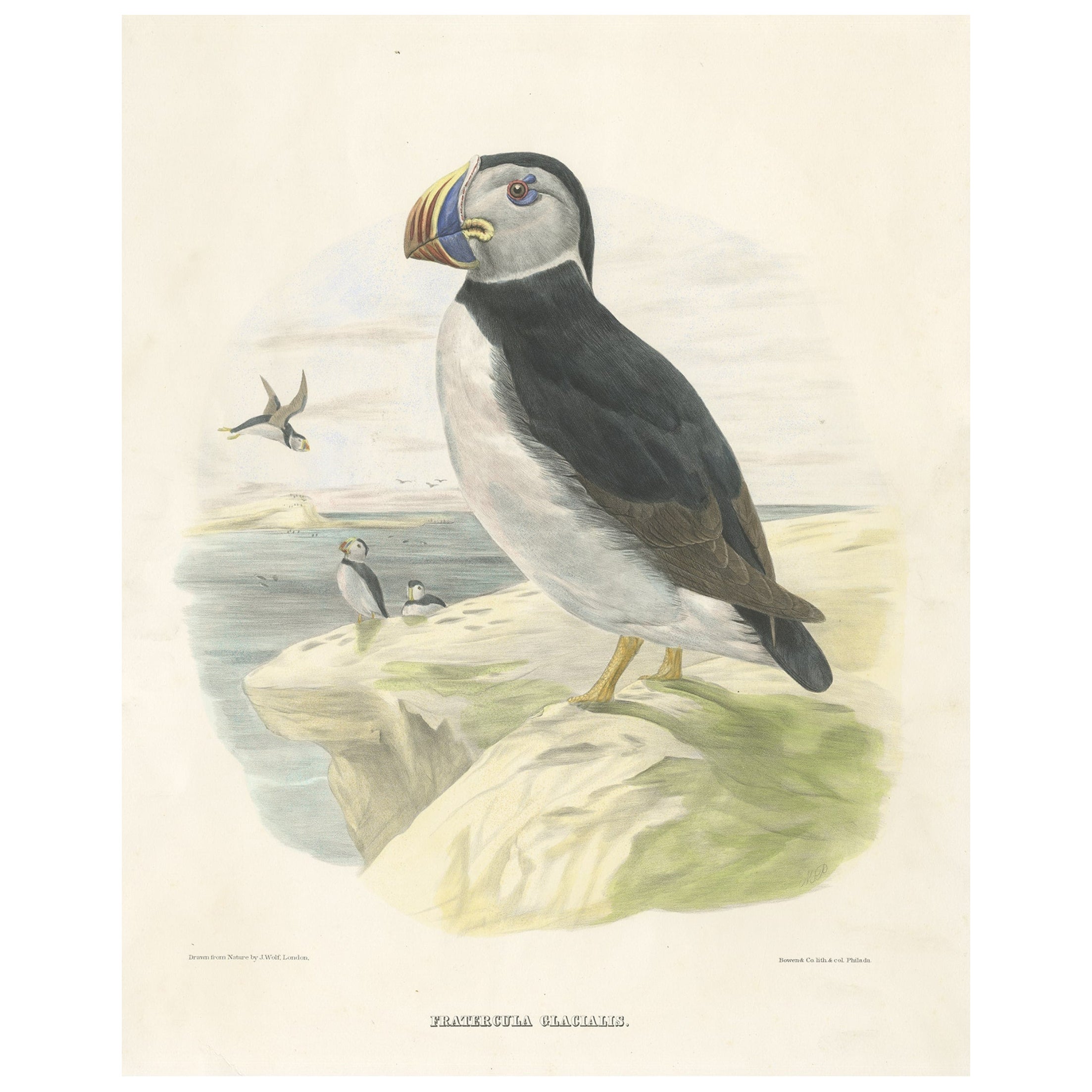 Spectacular Rare Large Antique Bird Print of The Large-Bill Puffin, 1868 For Sale