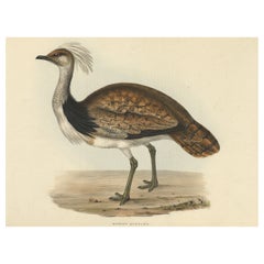 Antique Hand-Coloured Bird Print of the Ruffed Bustard, 1832