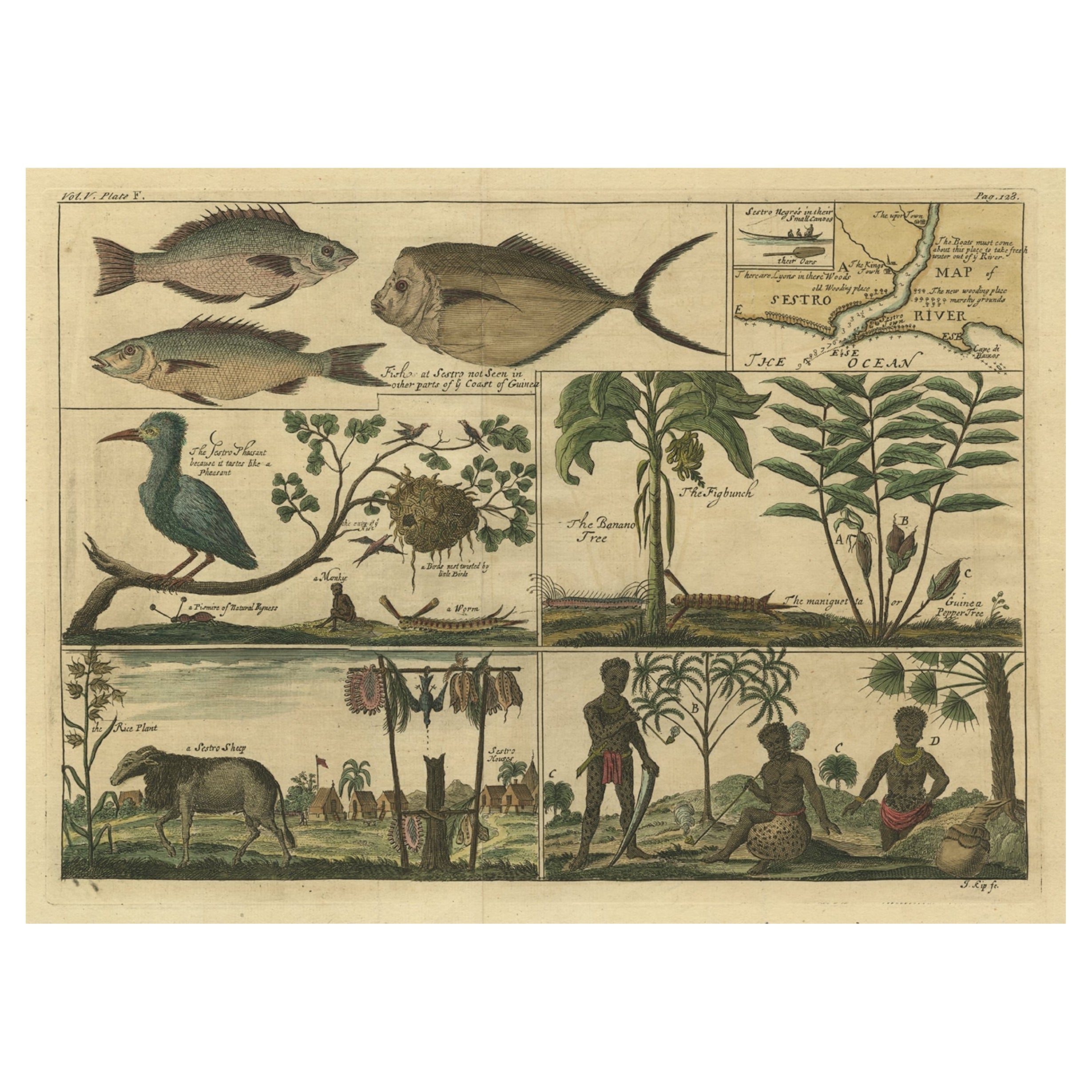 Rare Antique Engraving of Life Near The Sestro River, Liberia in Africa, 1744 For Sale