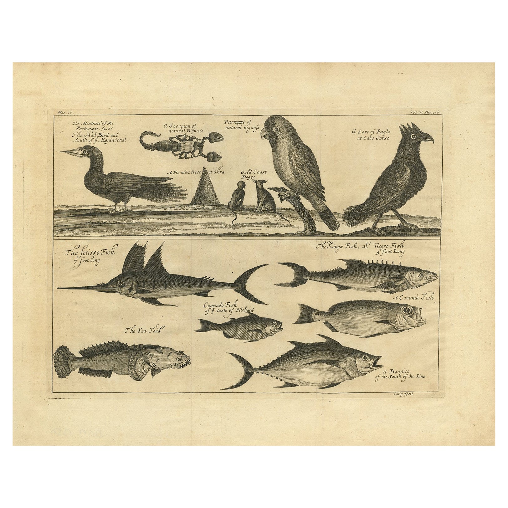 Antique Print of Dogs of the Goldcoast and Guinea Gulf Birds and Fish, 1744