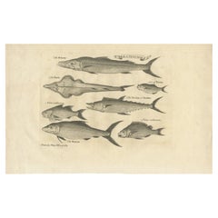 Antique Fish Print of Sierra Leona, with The Banana, The Monk and More, c.1752