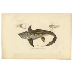 Antique Fish Print of the Chimaera Monstrosa or the Rabbit or Rat Fish, 1842