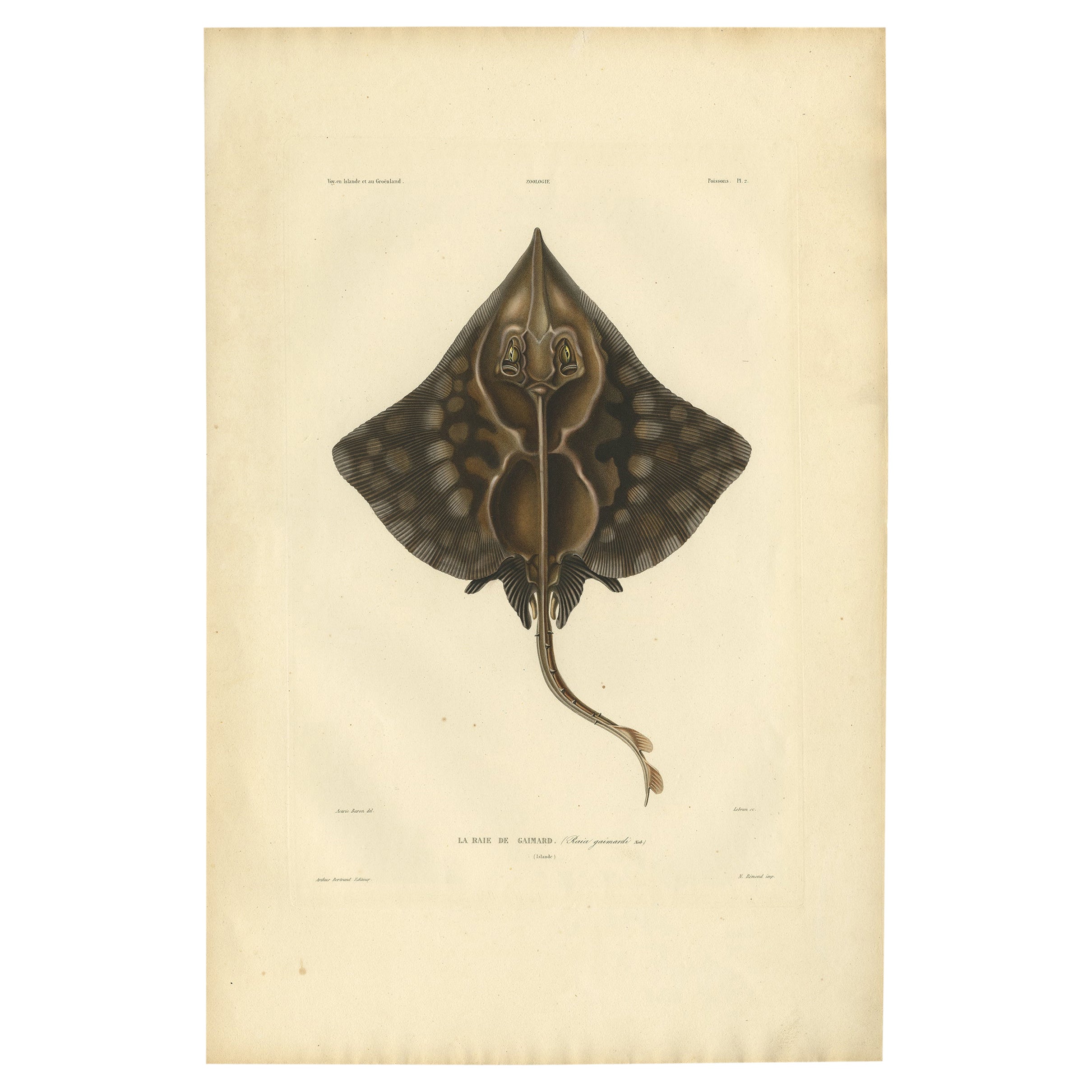 Rare impression de poisson antique colorée à la main du Ray de Gaimard, 1842