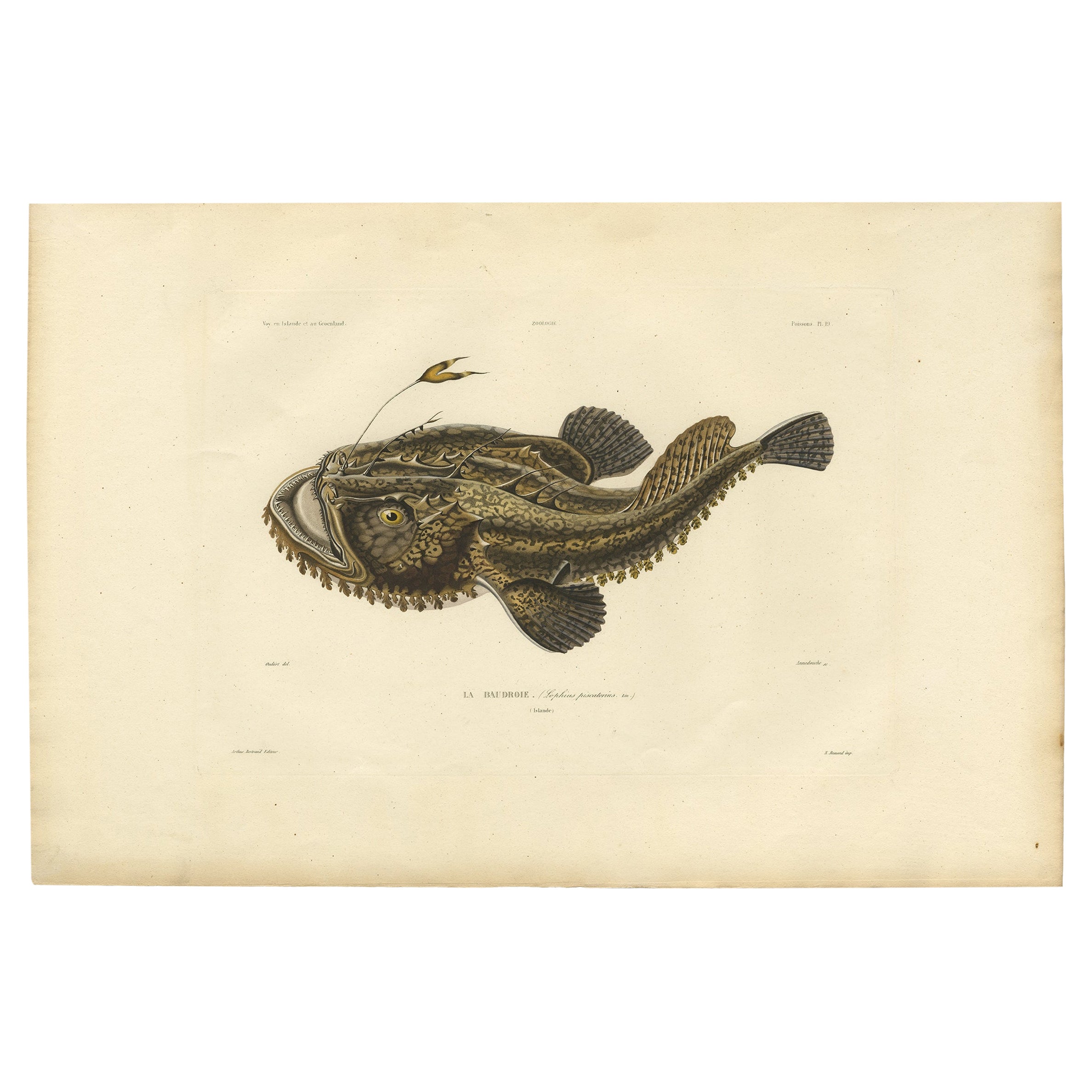 Seltene handkolorierte Gravur eines Fisches mit dem Namen des Anglers, 1842