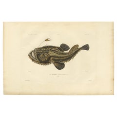 Rare Hand-Colored Engraving of a Fish Named the Angler, 1842