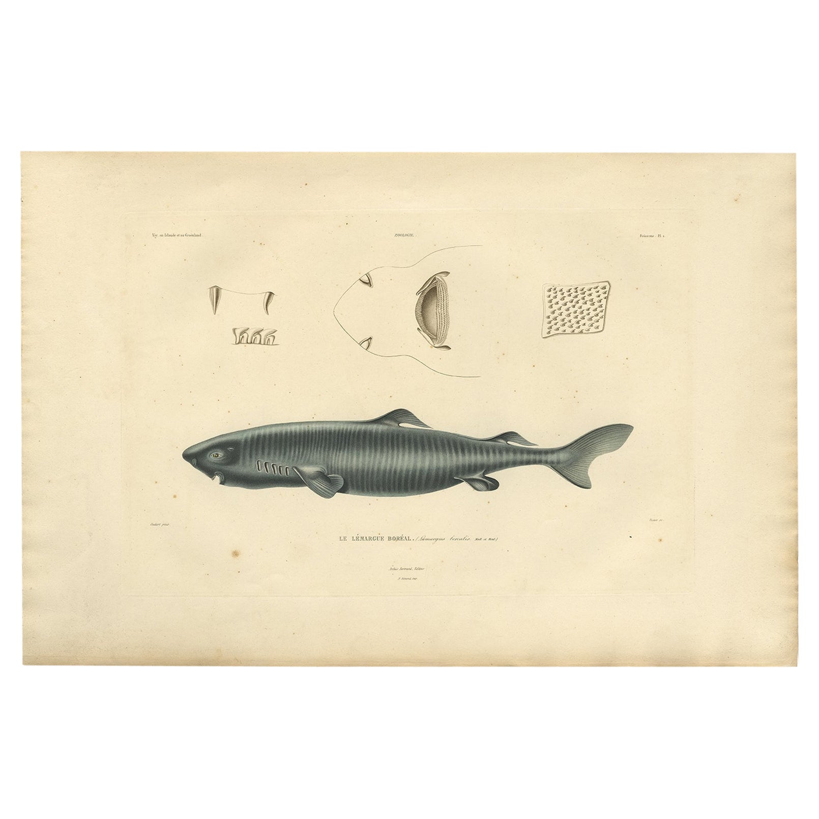 Rare Hand-Colored Antique Engraving of A Greenland Shark, 1842 For Sale