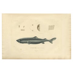 Rare Hand-Colored Antique Engraving of A Greenland Shark, 1842