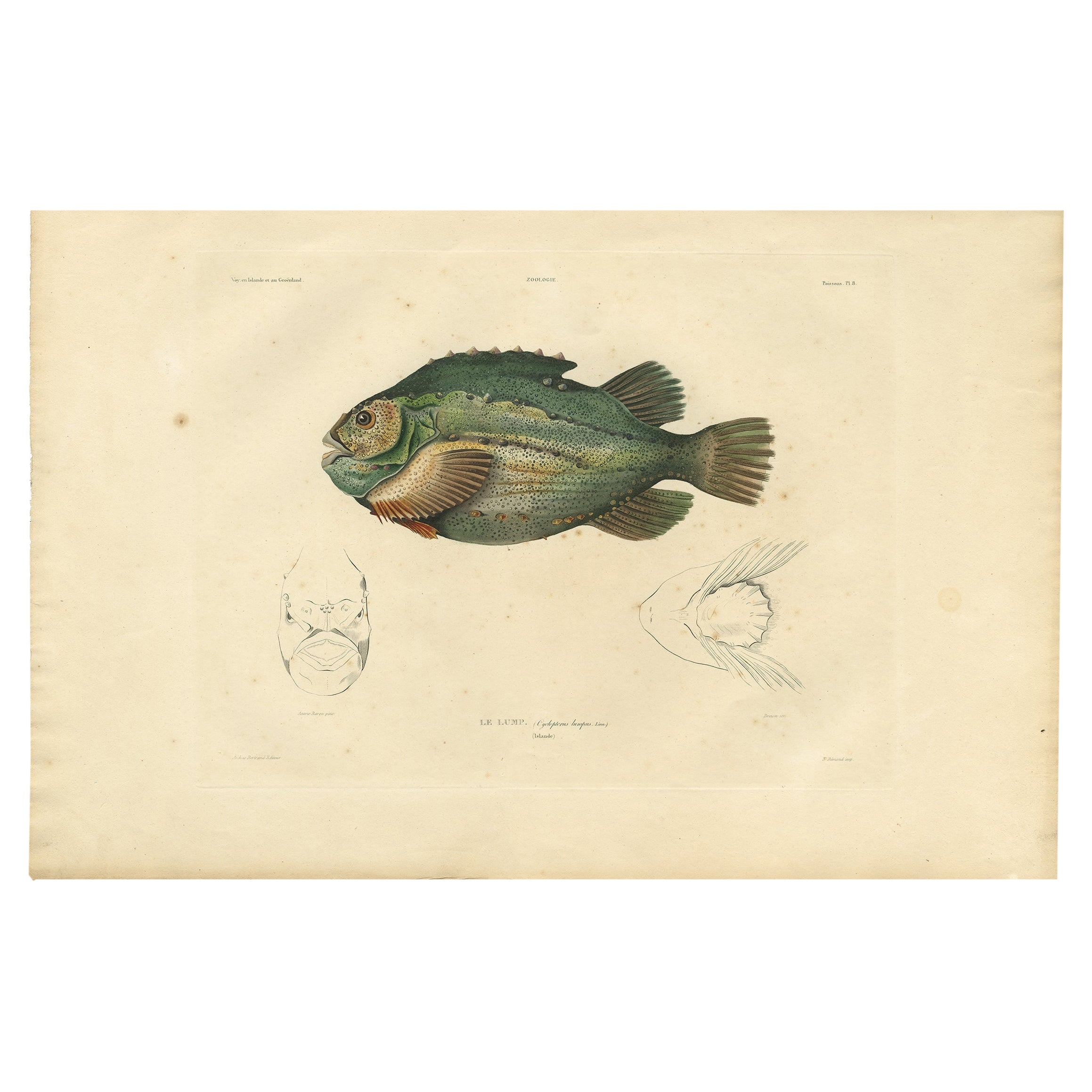 Rare Hand-Colored Antique Fish Print of the Lumpsucker or Lumpfish, 1842 For Sale