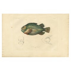 Rare impression de poisson antique colorée à la main du Lumpsucker ou Lumpfish, 1842