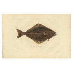 Rare Hand-Colored Engraving of a Fish named The Atlantic Halibut, 1842