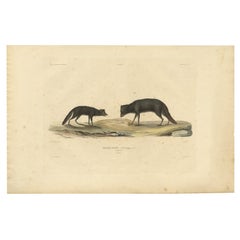 Antique Rare Hand-Colored Engraving of An Artic Fox in Summer Coat, 1842