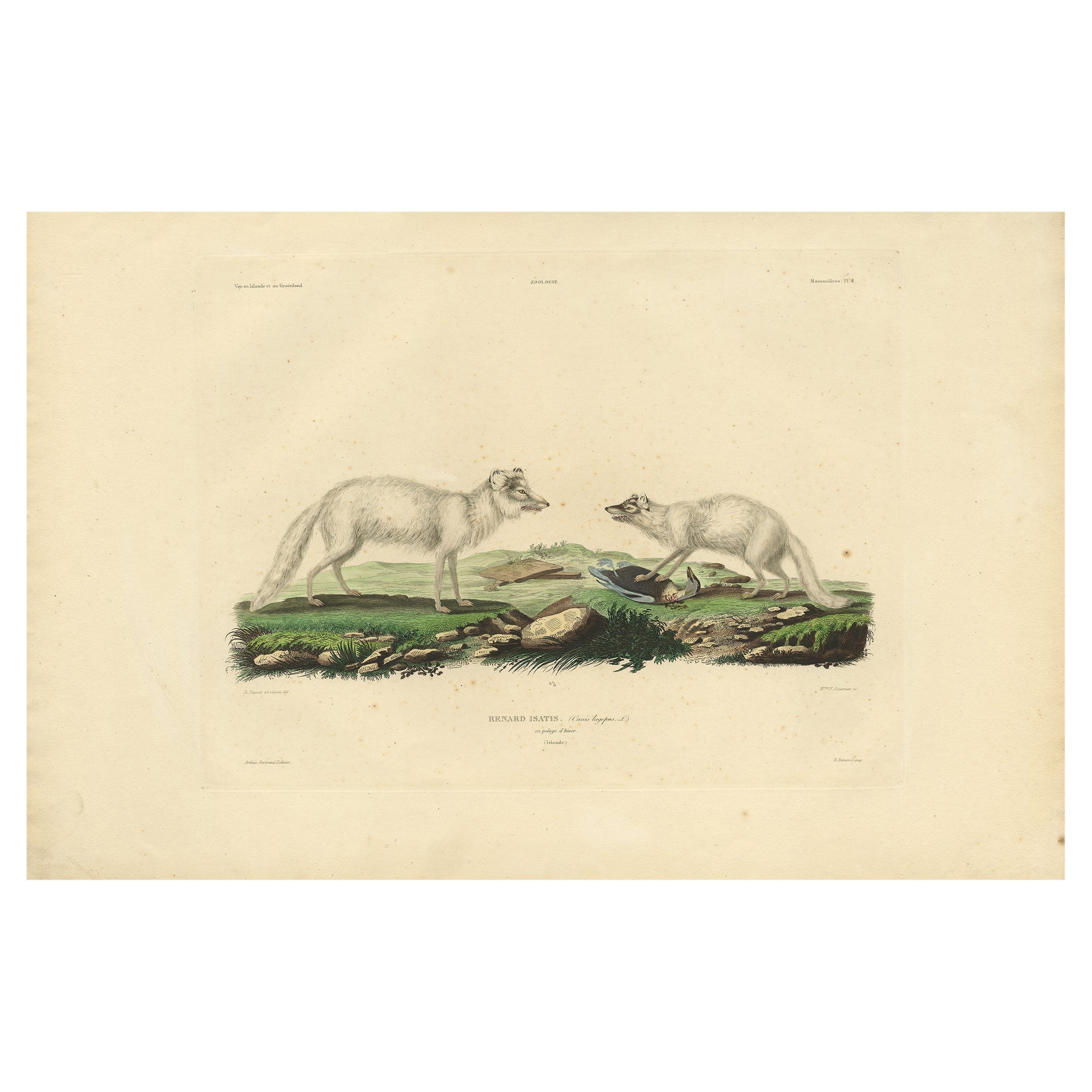 Raro grabado coloreado a mano del zorro ártico con abrigo de invierno, 1842