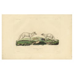 Seltene handkolorierte Gravur des künstlerischen Fuchs in Wintermantel, 1842