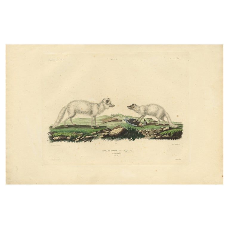 Rare gravure à la main colorée du renard articulé en manteau d'hiver, 1842  En vente sur 1stDibs