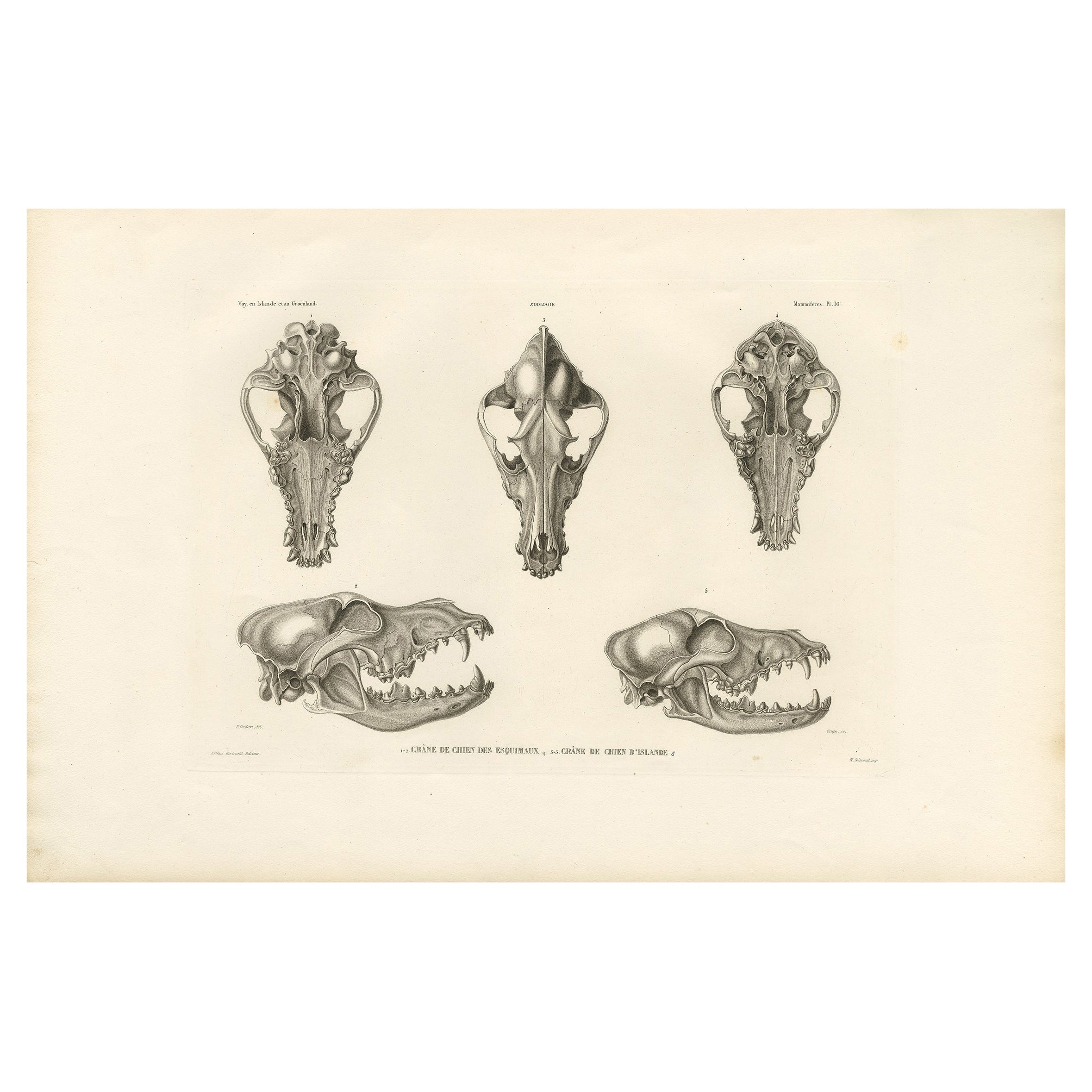 Rare Engraved Prints of Skulls of an Eskimo Dog and The Icelandic SheepDog, 1842 For Sale