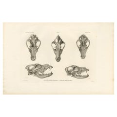 Rare Engraved Prints of Skulls of an Eskimo Dog and The Icelandic SheepDog, 1842