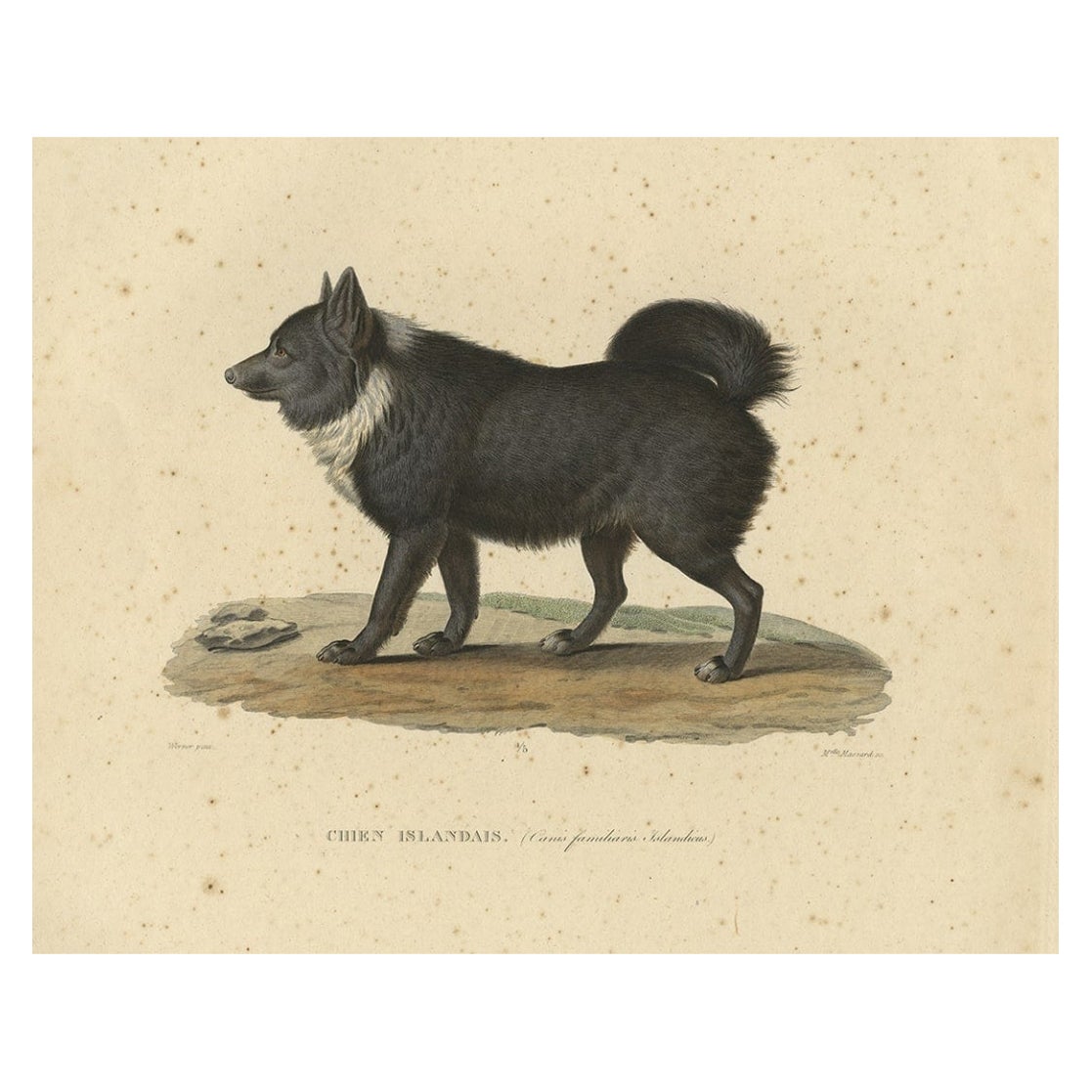 Rare Hand-Colored Engraved Plate of an Icelandic Sheep Dog, 1842