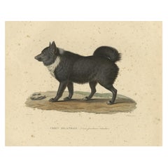 Rare Hand-Colored Engraved Plate of an Icelandic Sheep Dog, 1842