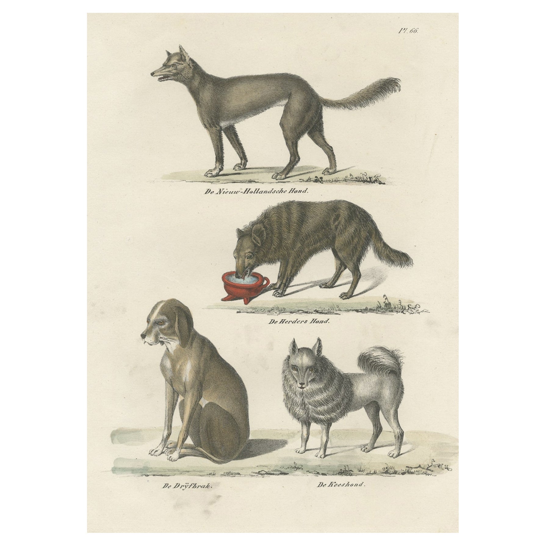 Antique Print of Various Dog Breeds, Incl a Shepperd and a Sheepdog, 1845 For Sale