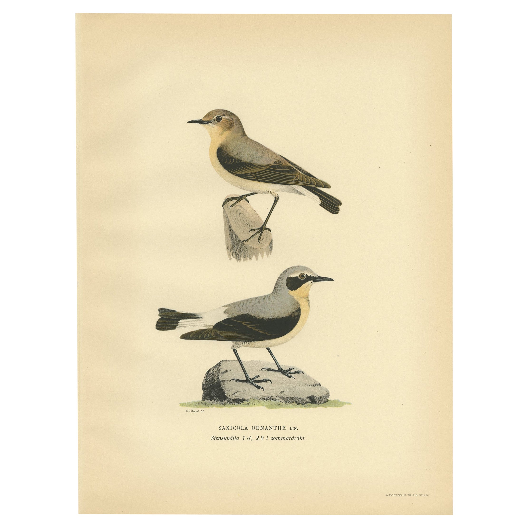 Antique Bird Print of the Northern Wheatear by Von Wright, 1927 For Sale