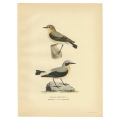 Antique Bird Print of the Northern Wheatear by Von Wright, 1927