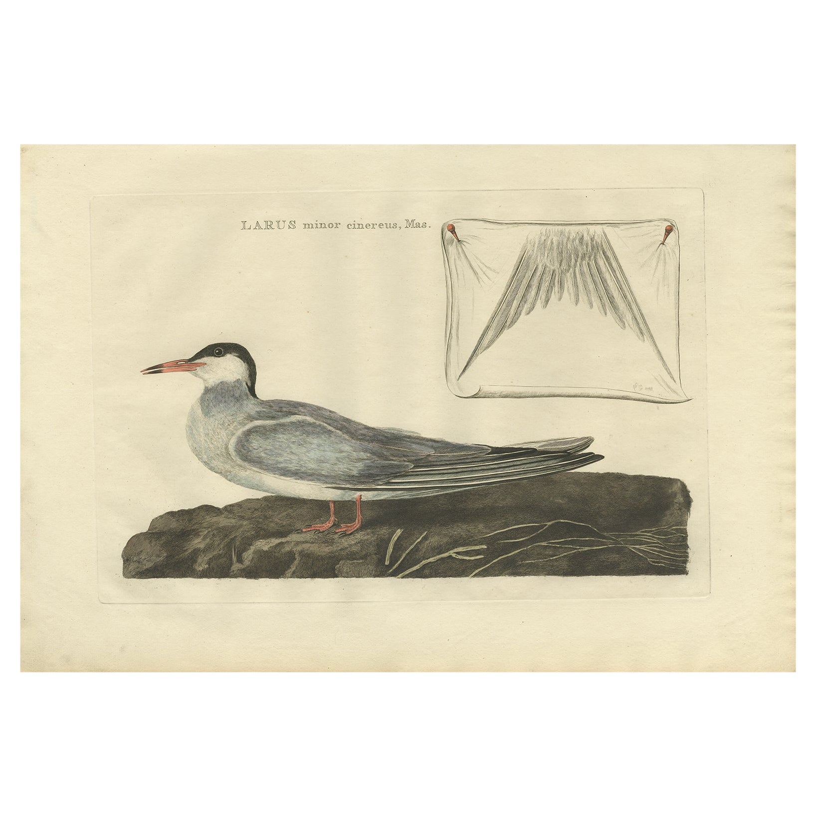 Antique Bird Print of the Male Common Tern by Sepp & Nozeman, 1789