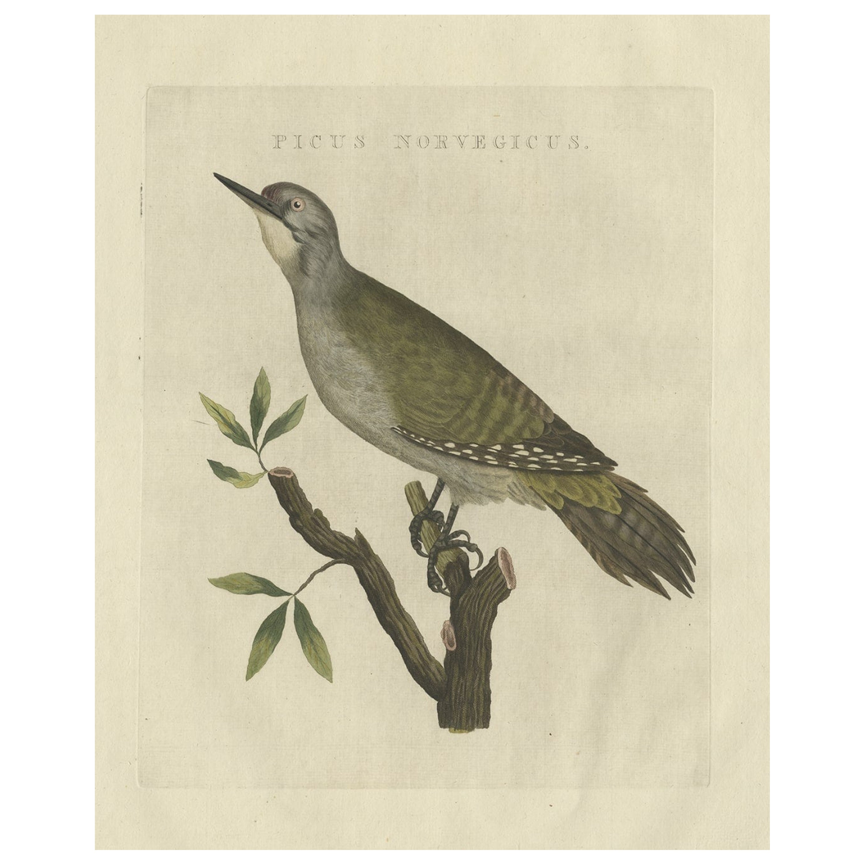 Antique HandColored Print of North American WhiteHeaded Woodpecker