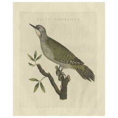 Antique Bird Print of the Grey-Headed Woodpecker Sepp & Nozeman, 1809