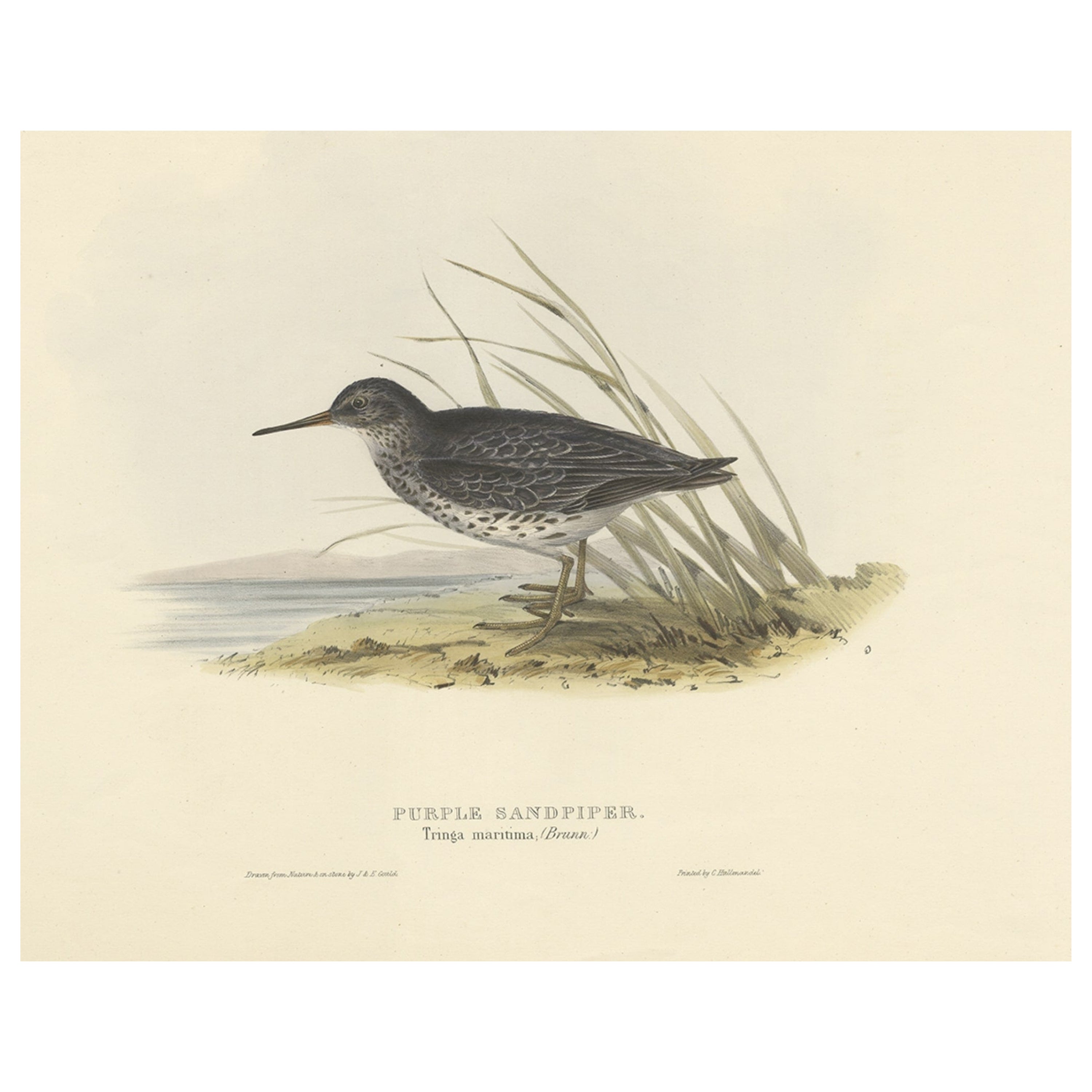 Antique Bird Print of the Purple Sandpiper by Gould, 1832 For Sale