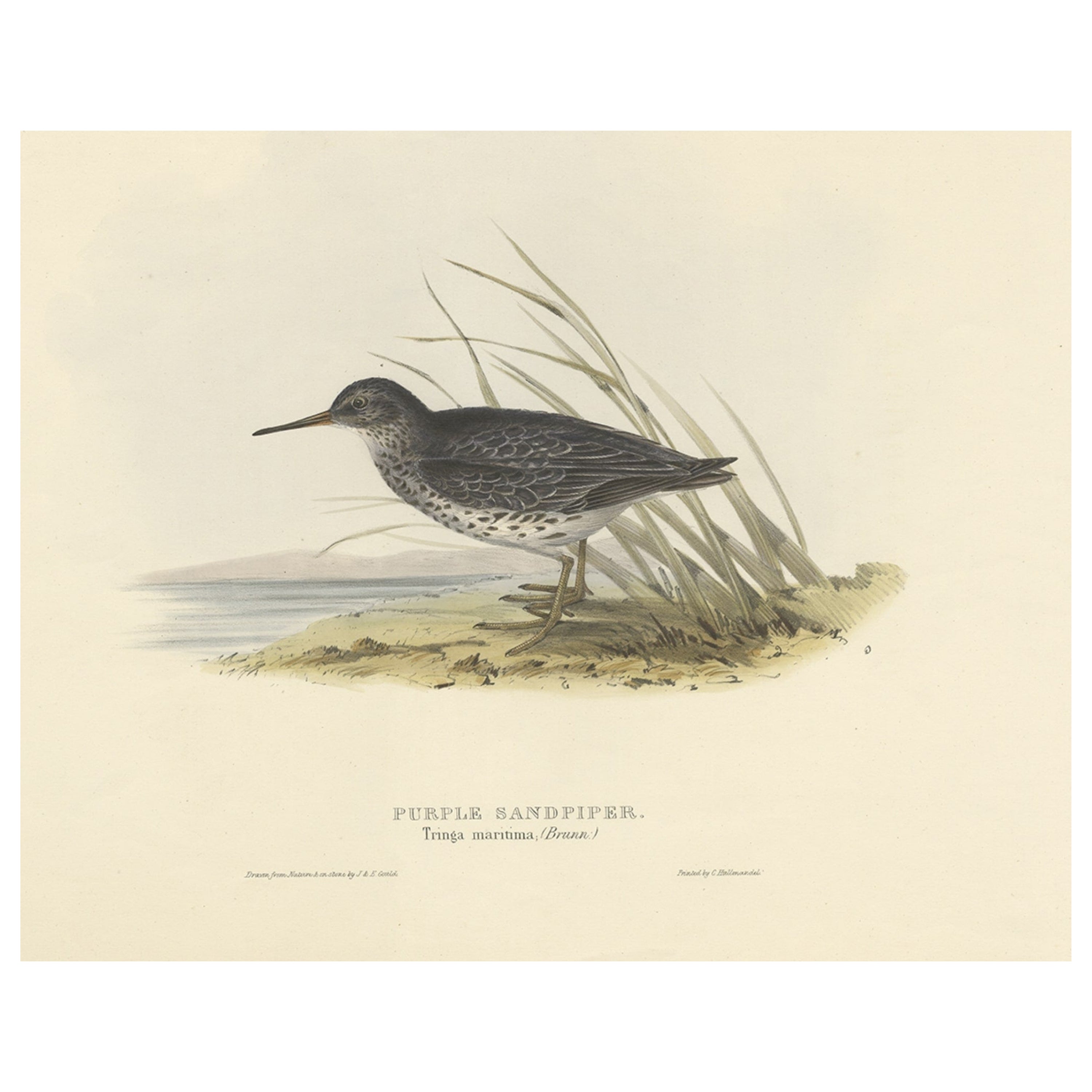Stampa antica di uccelli del piovanello viola di Gould, 1832