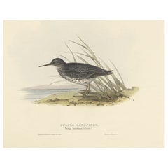 Antiker antiker Vogeldruck des lila Sandpipers von Gould, 1832