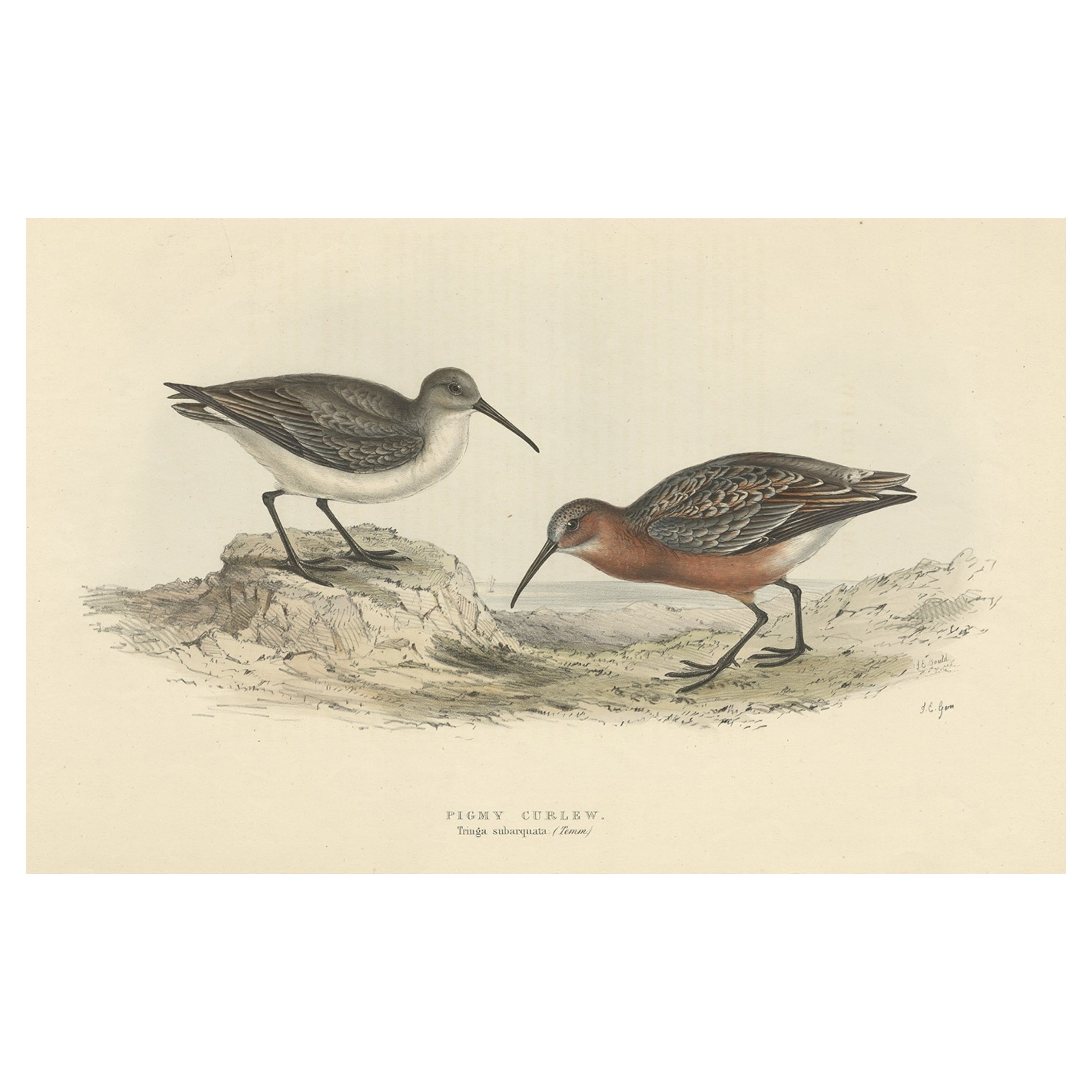 Antique Hand-Colored Bird Print of the Pygmy Curlew by Gould, 1832 For Sale