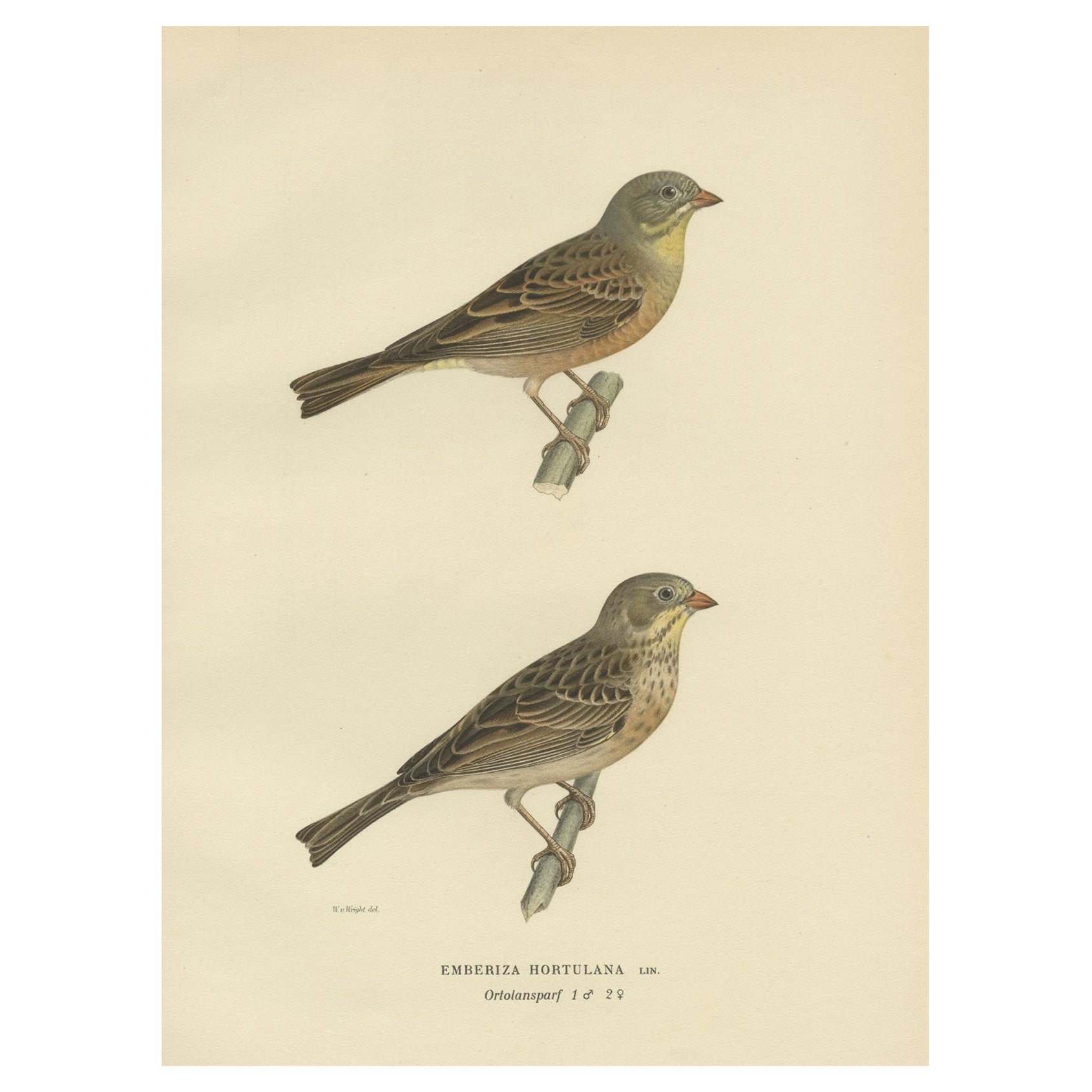 Antiker Vogeldruck der Ortolan-Bunting, eine französische Zartheit, 1927
