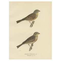 Antique Bird Print of The Ortolan Bunting, a French Delicacy, 1927