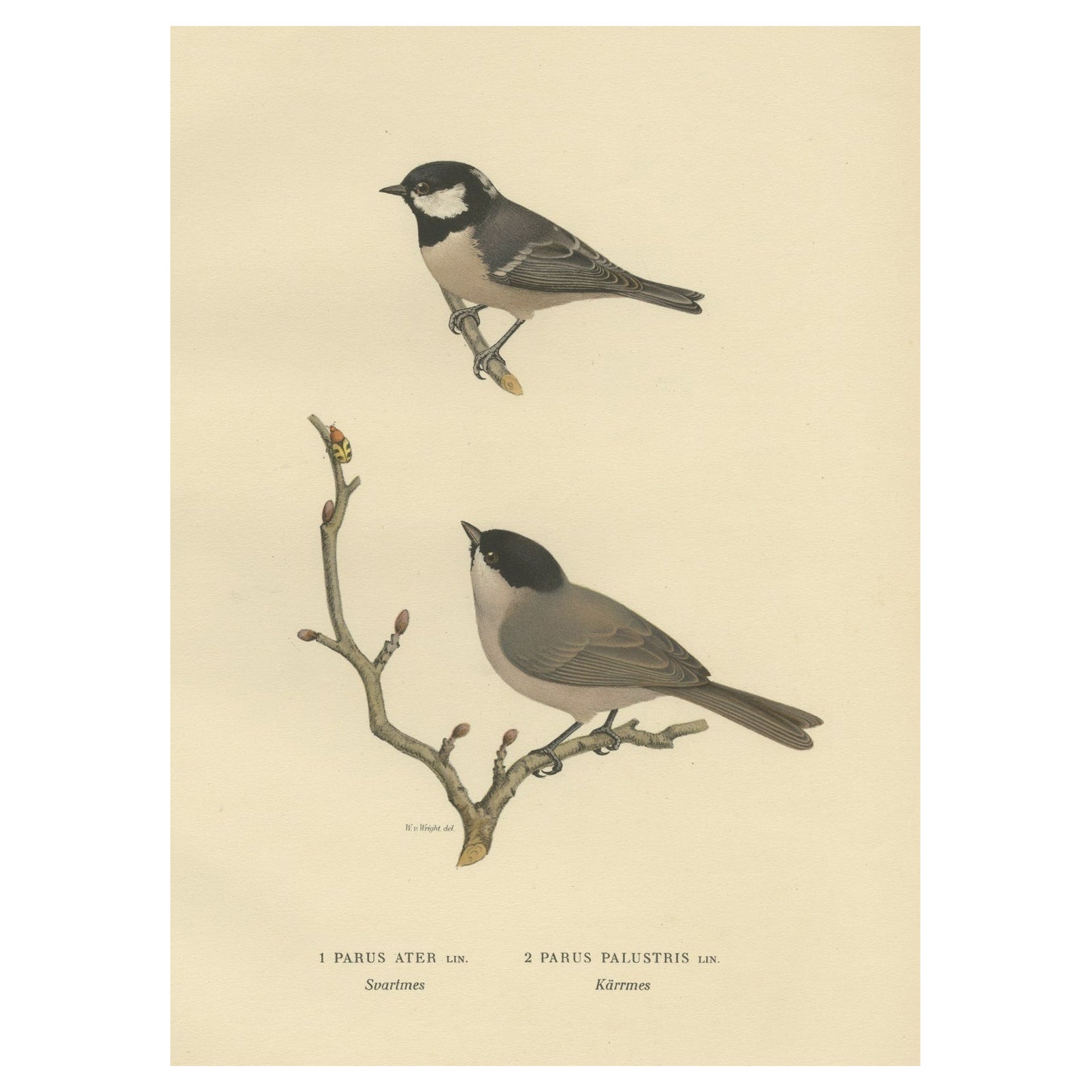 Attractive Antique Bird Print of The Coal Tit, 1927 For Sale