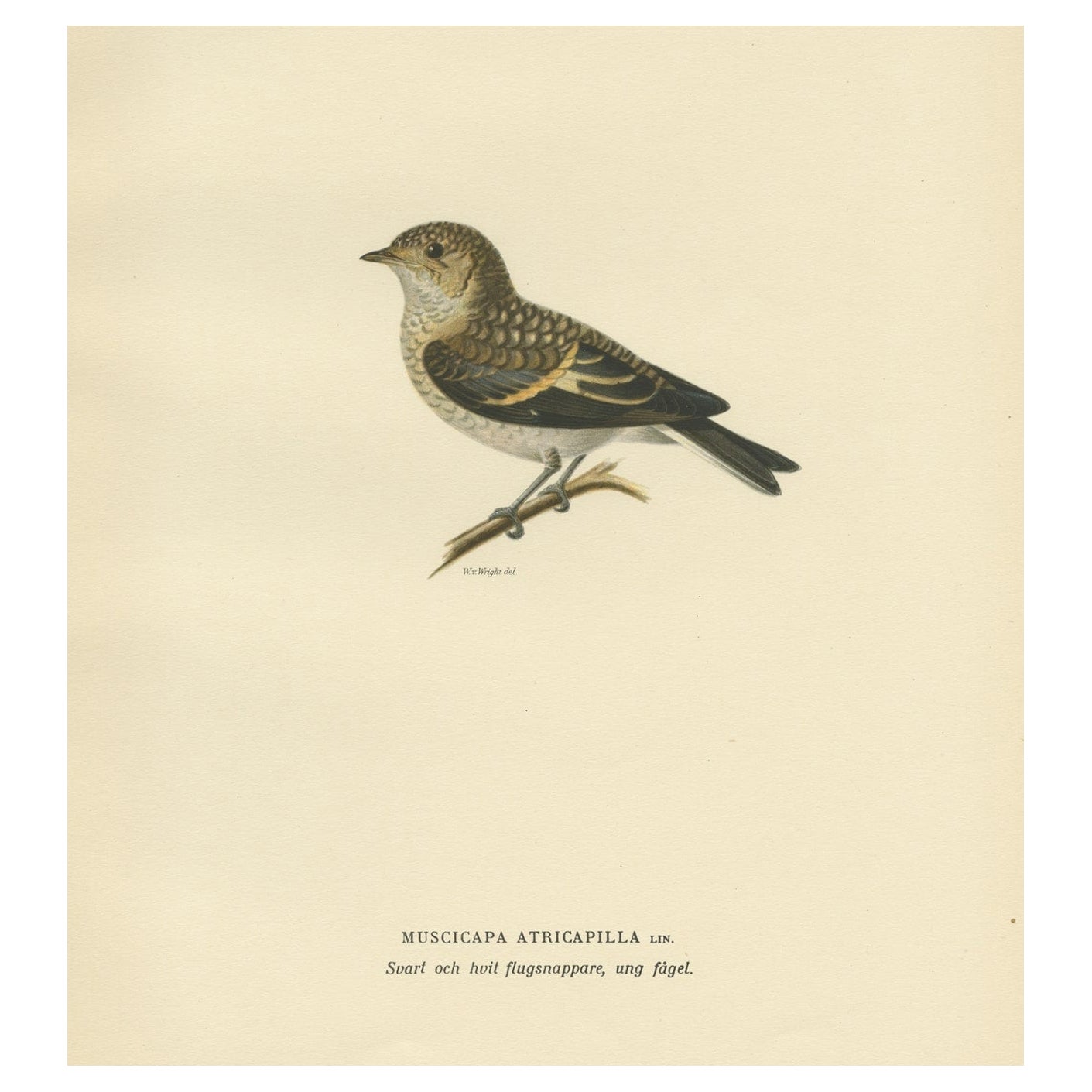 Decorative Antique Bird Print of The Pied Flycatcher, 1927 For Sale