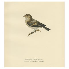 Decorative Vintage Bird Print of The Pied Flycatcher, 1927
